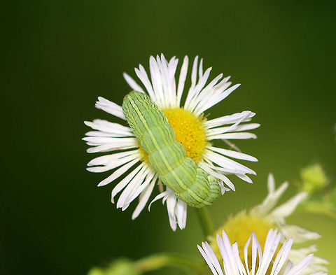 Asteroid - Cucullia asteroides Habitat: Spotted on aster

https://www.jungledragon.com/image/107892/asteroid_-_cucullia_asteroides.html
https://www.jungledragon.com/image/107893/asteroid_-_cucullia_asteroides.html
https://www.jungledragon.com/image/107894/asteroid_-_cucullia_asteroides.html Cucullia asteroides,Geotagged,Goldenrod hooded owlet,Summer,United States