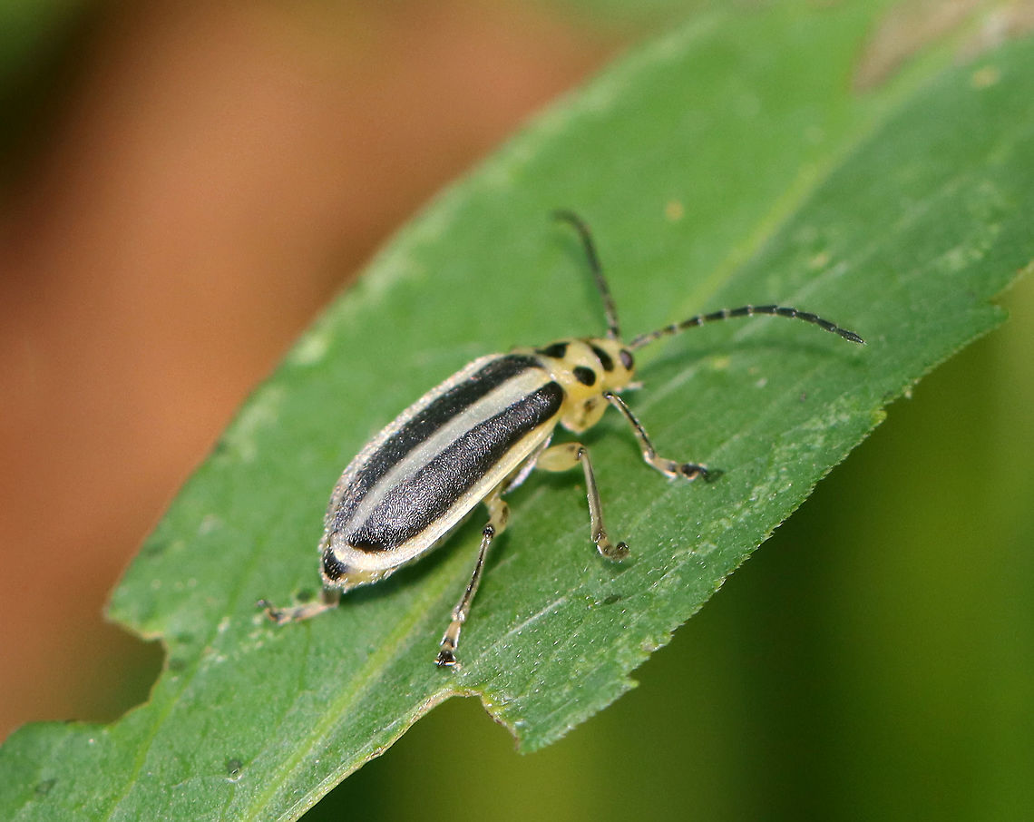 Trirhabda adela or Trirhabda canadensis? I&#039;m not sure which species this is.<br />
<br />
Habitat: Meadow  Geotagged,Trirhabda,United States,beetle