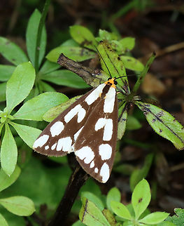 Confused Haploa Moth - Haploa confusa Brown forewings are boldly marked with white spots. Approximately 20 mm long.

Habitat: Forest edge Confused haploa,Geotagged,Haploa,Haploa confusa,Summer,United States,moth