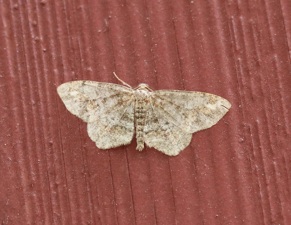 Texas Gray - Glenoides texanaria This moth was pretty old and very faded.<br />
<br />
Habitat: Attracted to a light on an old building bordering a mixed forest Geotagged,Glenoides,Glenoides texanaria,Summer,Texas Gray Moth,United States,moth