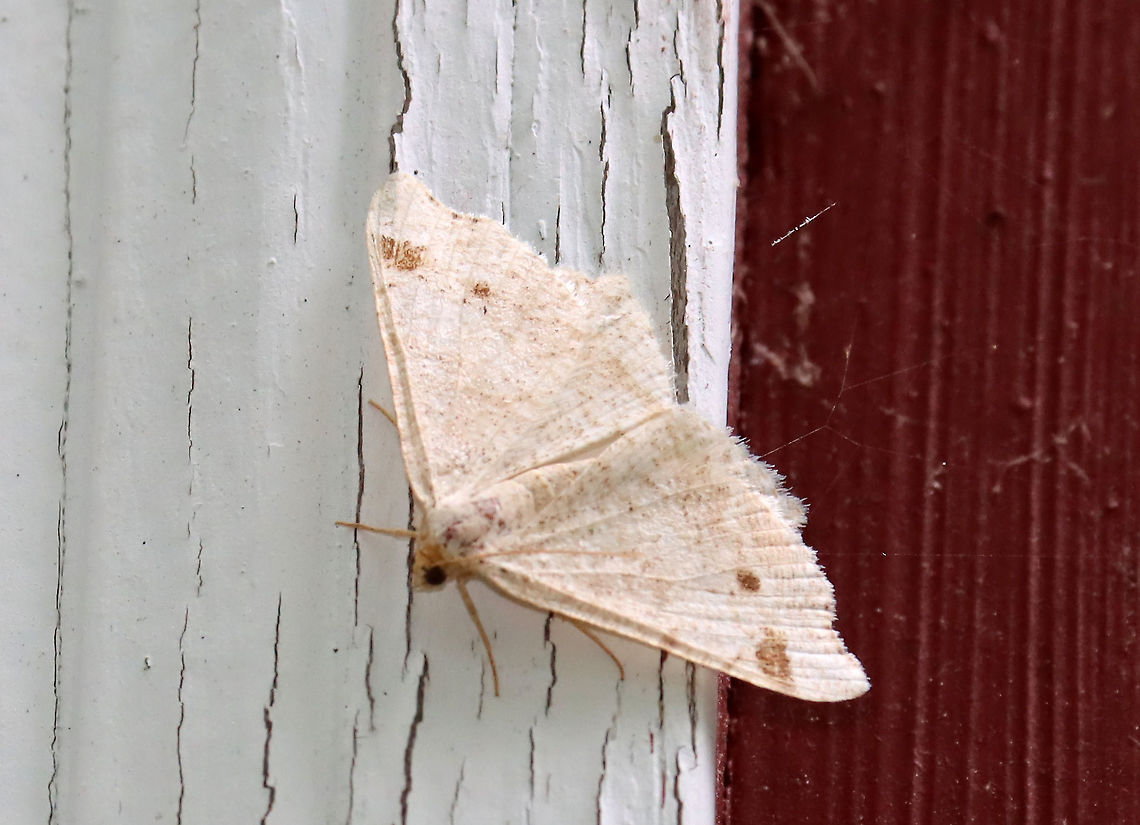 Red-headed Inchworm -Macaria bisignata WS: ~25 mm. Wings were tan with speckling; postmedial dark spot near middle of wing and dark spots along costa (some were faded); head was brownish.<br />
<br />
Habitat: Caught in a web on an old building bordering a mixed forest Geotagged,Macaria,Macaria bisignata,Red-headed Inchworm,Summer,United States,moth