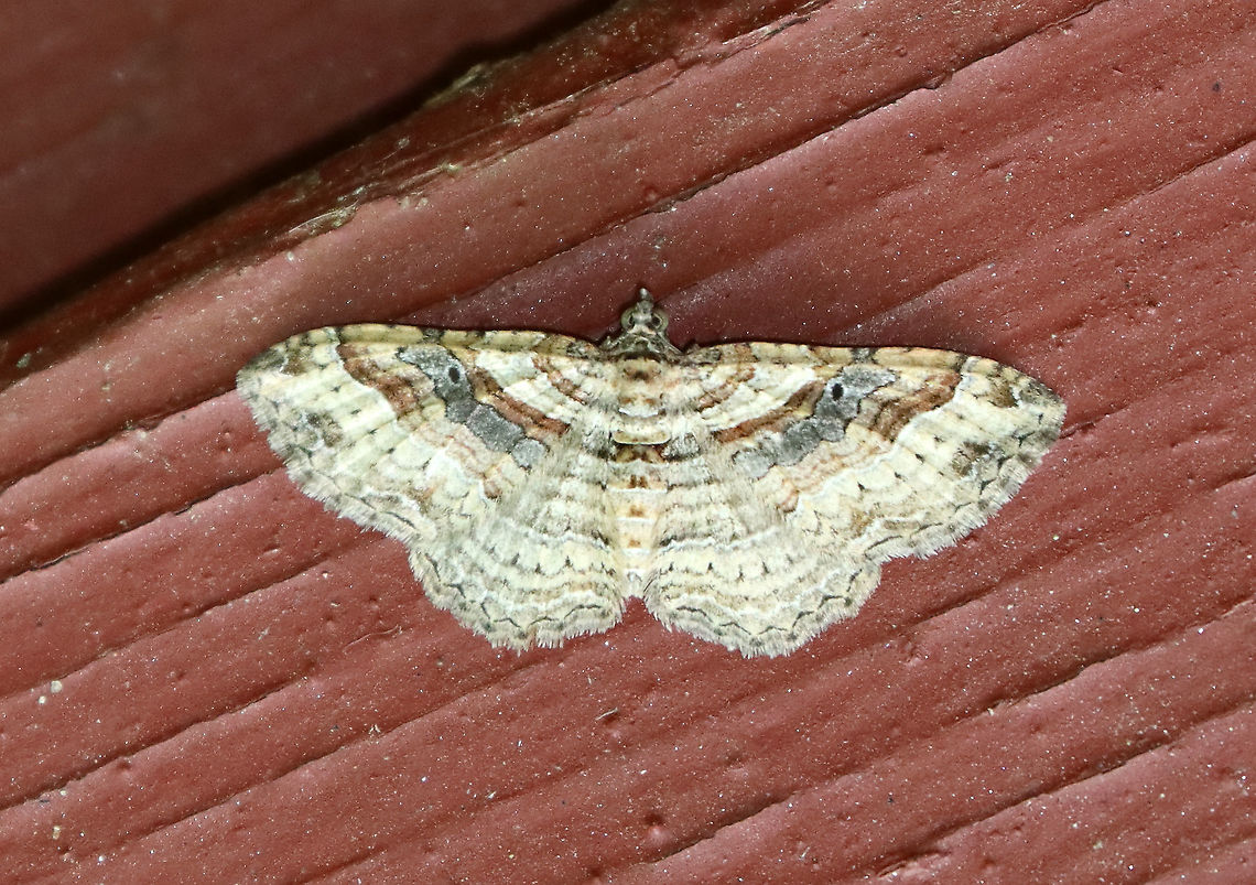 Bent-line Carpet Moth - Costaconvexa centrostrigaria Tan moth with a 2 cm wingspan. The antemedial and postmedial lines form dark brown bands. The postmedial line ends midway across the wing. All four wings have small, black discal spots.<br />
<br />
Habitat: Attracted to an incandescent light on an old building bordering a mixed forest Bent-line Carpet Moth,Costaconvexa,Costaconvexa centrostrigaria,Geotagged,Summer,United States,moth