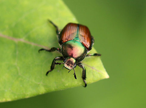 Japanese Beetle - Popillia japonica Japanese beetles are real pests: the adults skeletonize foliage, while the larvae eat grass roots.

Habitat: Meadow Geotagged,Japanese Beetle,Popillia,Popillia japonica,Summer,United States,beetle