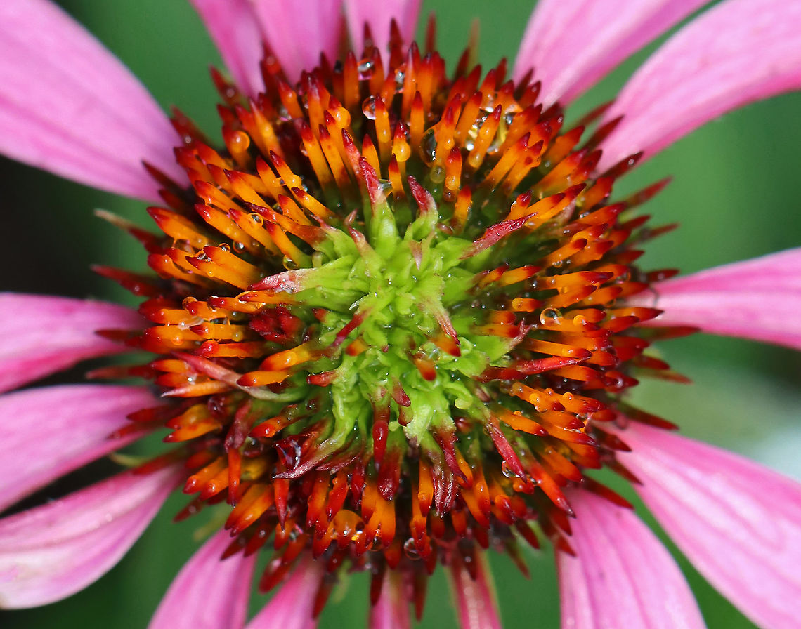 Coneflower Rosette Mite (Family Eriophyidae) on Echinacea sp. The green tufted growth on the disc of this coneflower is caused by a tiny eriophyid mite. These mites cause flower head distortion by feeding at the base of the flowers. Eriophyid mites are unique in that they only have 2 pairs of legs (most mites have 4 pairs), and they are so tiny that you would need 40x magnification to see them clearly (most mites can be seen with a 10x hand lens).<br />
<br />
The mite has yet to be taxonomically categorized, so it has no scientific name. But, it's generally referred to as the Coneflower Rosette Mite based on the damage that it causes to coneflowers.<br />
<figure class="photo"><a href="https://www.jungledragon.com/image/107906/coneflower_rosette_mite_family_eriophyidae_on_echinacea_sp.html" title="Coneflower Rosette Mite (Family Eriophyidae) on Echinacea sp."><img src="https://s3.amazonaws.com/media.jungledragon.com/images/3232/107906_thumb.jpg?AWSAccessKeyId=05GMT0V3GWVNE7GGM1R2&Expires=1759968010&Signature=AAyYjjkgdeET%2F732kRS6Lkqi4h0%3D" width="110" height="152" alt="Coneflower Rosette Mite (Family Eriophyidae) on Echinacea sp. The green tufted growth on the disc of this coneflower is caused by a tiny eriophyid mite. These mites cause flower head distortion by feeding at the base of the flowers. Eriophyid mites are unique in that they only have 2 pairs of legs (most mites have 4 pairs), and they are so tiny that you would need 40x magnification to see them clearly (most mites can be seen with a 10x hand lens).<br />
<br />
The mite has yet to be taxonomically categorized, so it has no scientific name. But, it's generally referred to as the Coneflower Rosette Mite based on the damage that it causes to coneflowers.<br />
https://www.jungledragon.com/image/107905/coneflower_rosette_mite_family_eriophyidae_on_echinacea_sp.html Geotagged,Summer,United States" /></a></figure> Coneflower Rosette Mite,Echinacea,Eriophyidae,Geotagged,Summer,United States,mite