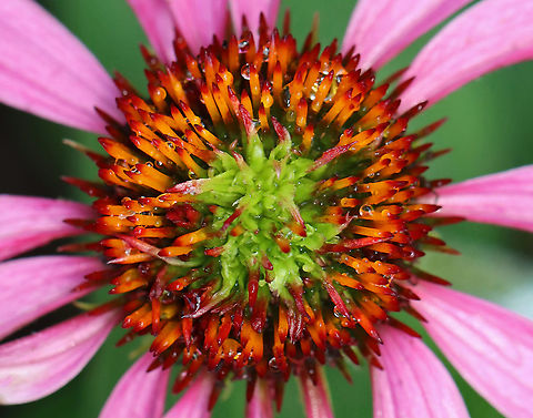 Coneflower Rosette Mite (Family Eriophyidae) on Echinacea sp. The green tufted growth on the disc of this coneflower is caused by a tiny eriophyid mite. These mites cause flower head distortion by feeding at the base of the flowers. Eriophyid mites are unique in that they only have 2 pairs of legs (most mites have 4 pairs), and they are so tiny that you would need 40x magnification to see them clearly (most mites can be seen with a 10x hand lens).

The mite has yet to be taxonomically categorized, so it has no scientific name. But, it's generally referred to as the Coneflower Rosette Mite based on the damage that it causes to coneflowers.
https://www.jungledragon.com/image/107906/coneflower_rosette_mite_family_eriophyidae_on_echinacea_sp.html Coneflower Rosette Mite,Echinacea,Eriophyidae,Geotagged,Summer,United States,mite