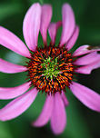 Coneflower Rosette Mite (Family Eriophyidae) on Echinacea sp. The green tufted growth on the disc of this coneflower is caused by a tiny eriophyid mite. These mites cause flower head distortion by feeding at the base of the flowers. Eriophyid mites are unique in that they only have 2 pairs of legs (most mites have 4 pairs), and they are so tiny that you would need 40x magnification to see them clearly (most mites can be seen with a 10x hand lens).<br />
<br />
The mite has yet to be taxonomically categorized, so it has no scientific name. But, it's generally referred to as the Coneflower Rosette Mite based on the damage that it causes to coneflowers.<br />
https://www.jungledragon.com/image/107905/coneflower_rosette_mite_family_eriophyidae_on_echinacea_sp.html Geotagged,Summer,United States