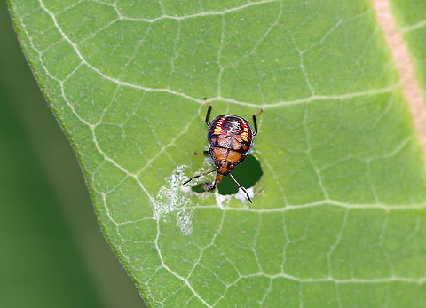 Spined Soldier Bug Nymph - Podisus maculiventris This nymph was eating a monarch caterpillar. The caterpillar was munching on milkweed, when the bug reached down through the hole and snatched it. 

Habitat: Milkweed; meadow  Geotagged,Podisus,Podisus maculiventris,Spined soldier bug,Summer,United States,bug,nymph