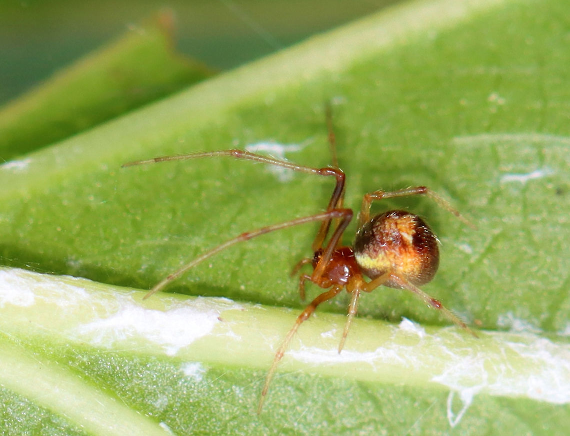 Spider - Theridion sp. *Maybe Theridion sp.?<br />
<br />
Habitat: Milkweed; meadow Geotagged,Summer,Theridion,United States,spider
