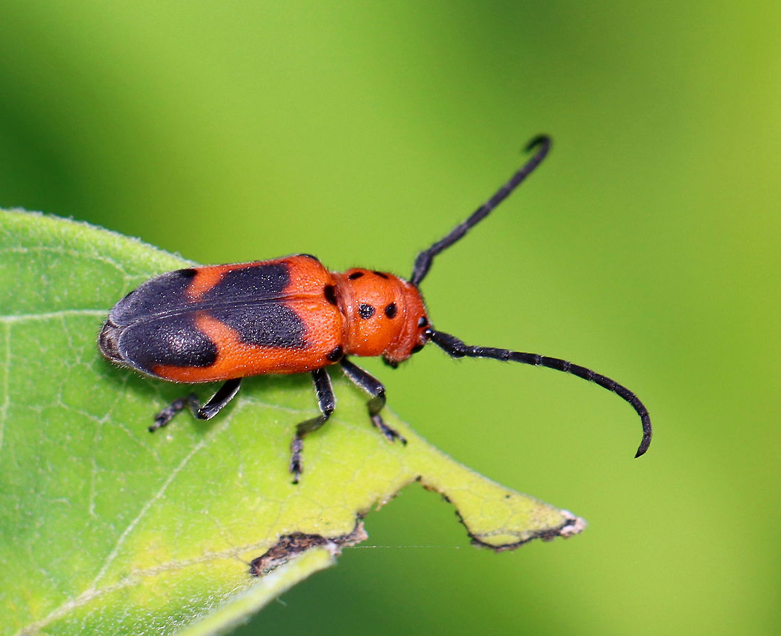 Blackened Milkweed Beetle - Tetraopes melanurus I almost mistook this beetle for a red milkweed beetle<br />
<br />
Habitat: Milkweed; meadow Blackened Milkweed Beetle,Geotagged,Summer,Tetraopes,Tetraopes melanurus,United States,beetle