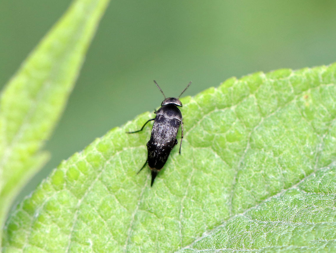 Tumbling Flower Beetle - Family Mordellidae, Mordella sp. Habitat: Garden Geotagged,Mordella,Mordellidae,Summer,United States,beetle,tumbling flower beetle