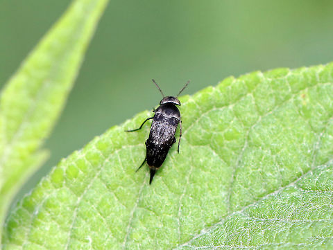 Tumbling Flower Beetle - Family Mordellidae, Mordella sp. Habitat: Garden Geotagged,Mordella,Mordellidae,Summer,United States,beetle,tumbling flower beetle
