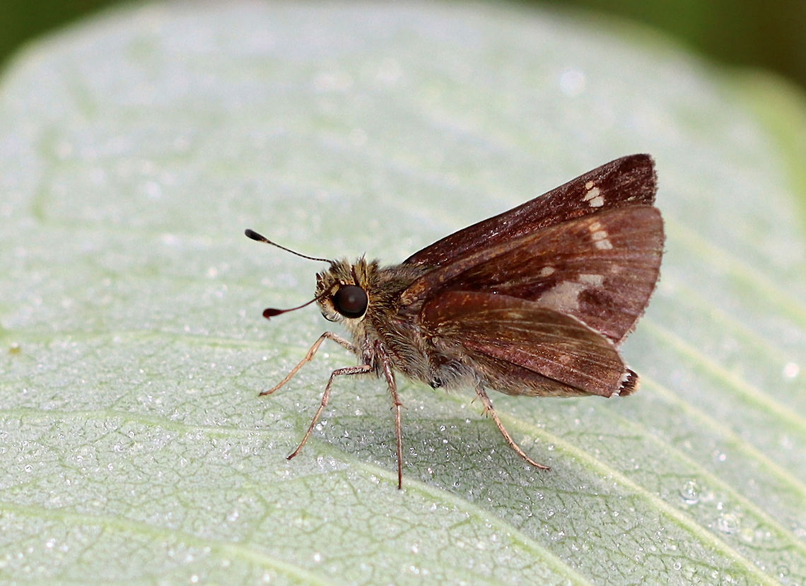 Little Glassywing - Pompeius verna Habitat: Meadow Geotagged,Hesperiidae,Little glassywing,Pompeius,Pompeius verna,Summer,United States,butterfly,skipper