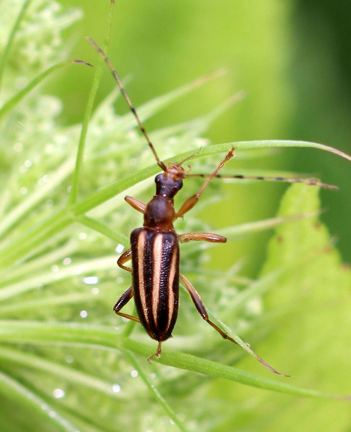 Longhorn Beetle - Family Cerambycidae, Metacmaeops vittata Habitat: Meadow Geotagged,Metacmaeops,Metacmaeops vittata,Summer,United States,beetle,cerambycidae,longhorn beetle