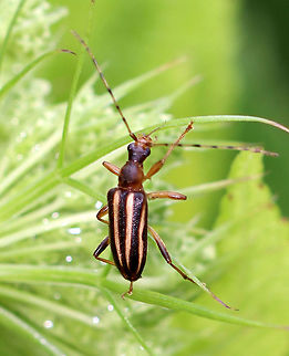 Longhorn Beetle - Family Cerambycidae, Metacmaeops vittata Habitat: Meadow Geotagged,Metacmaeops,Metacmaeops vittata,Summer,United States,beetle,cerambycidae,longhorn beetle