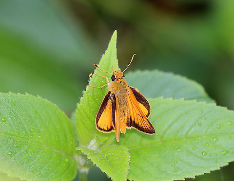 Delaware Skipper - Anatrytone logan Habitat: Garden
https://www.jungledragon.com/image/107942/delaware_skipper_-_anatrytone_logan.html Anatrytone,Anatrytone logan,Delaware skipper,Geotagged,Summer,United States,butterfly,skipper