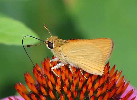 Delaware Skipper - Anatrytone logan Habitat: Garden
https://www.jungledragon.com/image/107941/delaware_skipper_-_anatrytone_logan.html Anatrytone logan,Delaware skipper,Geotagged,Summer,United States