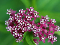 Swamp Milkweed - Asclepias incarnata Habitat: Meadow<br />
https://www.jungledragon.com/image/107944/swamp_milkweed_-_asclepias_incarnata.html Asclepias,Asclepias incarnata,Geotagged,Summer,Swamp milkweed,United States,milkweed