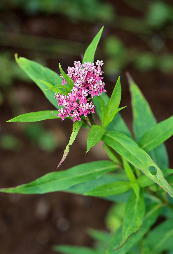 Swamp Milkweed - Asclepias incarnata Habitat: Meadow<br />
<figure class="photo"><a href="https://www.jungledragon.com/image/107943/swamp_milkweed_-_asclepias_incarnata.html" title="Swamp Milkweed - Asclepias incarnata"><img src="https://s3.amazonaws.com/media.jungledragon.com/images/3232/107943_thumb.jpg?AWSAccessKeyId=05GMT0V3GWVNE7GGM1R2&Expires=1769040010&Signature=xUfG0bozg9i%2BvnjzfmBcVxBIaok%3D" width="200" height="150" alt="Swamp Milkweed - Asclepias incarnata Habitat: Meadow<br />
https://www.jungledragon.com/image/107944/swamp_milkweed_-_asclepias_incarnata.html Asclepias,Asclepias incarnata,Geotagged,Summer,Swamp milkweed,United States,milkweed" /></a></figure> Asclepias incarnata,Geotagged,Summer,Swamp milkweed,United States