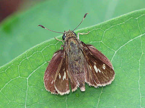 Little Glassywing - Pompeius verna Habitat: Garden Geotagged,Little glassywing,Pompeius,Pompeius verna,Summer,United States,butterfly