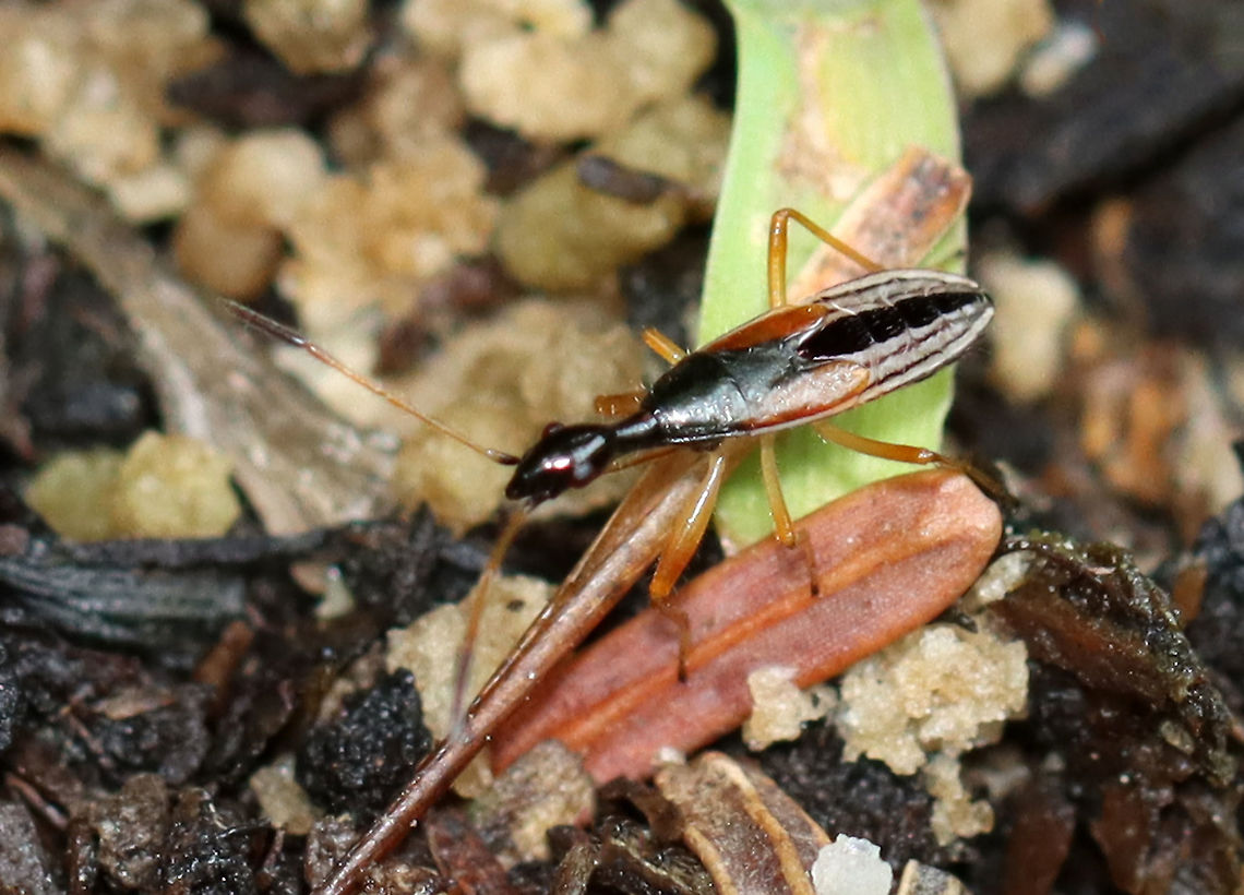 Long-necked Seed Bug - Myodocha serripes TL: ~ 8 mm. Eats the seeds of strawberry and St. John&#039;s wort.<br />
<br />
Habitat: Garden Geotagged,Long-necked Seed Bug,Myodocha,Myodocha serripes,Summer,United States,bug,seed bug