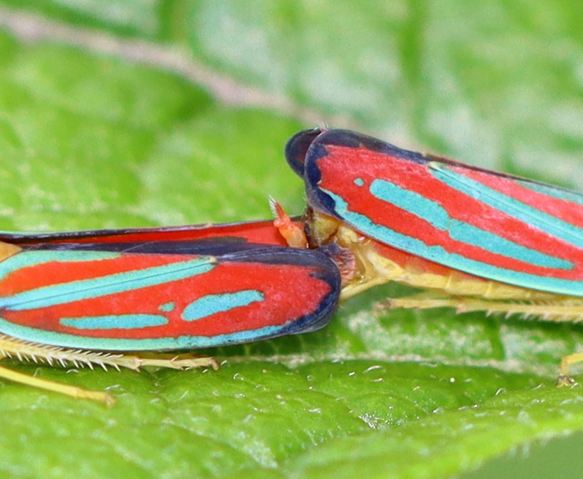 Candy-striped Leafhoppers (Mating) - Graphocephala coccinea The little, fuzzy pokey thing is the aedeagus (male genitalia), I think.<br />
<br />
Habitat: Garden Candy-striped Leafhopper,Geotagged,Graphocephala,Graphocephala coccinea,Summer,United States,aedeagus,leafhopper