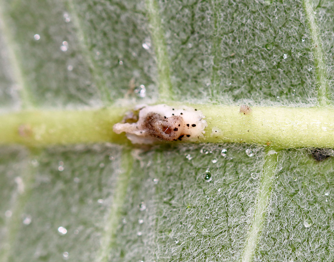 Milkweed Weevil Oviposition Pits - Rhyssomatus sp. Female weevils use their long snouts to chew holes in the stems of milkweed. then, they deposit their eggs into these holes. They chew several holes in a vertical line in the lower part of the milkweed stem, laying an egg in each. The sticky latex from the plant oozes from the wounds to create raised, conspicuous blobs.<br />
<br />
Habitat: Milkweed in a large meadow. Asclepias,Geotagged,Oviposition Pits,Rhyssomatus,Summer,United States,milkweed,milkweed weevil