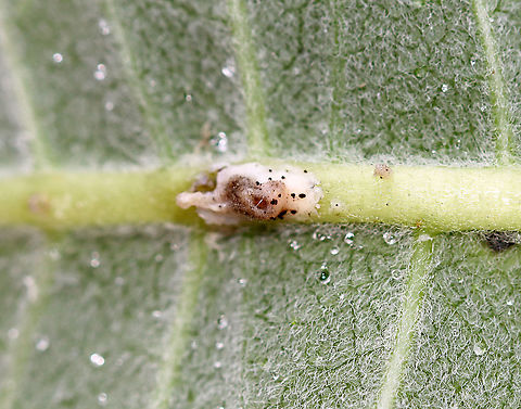 Milkweed Weevil Oviposition Pits - Rhyssomatus sp. Female weevils use their long snouts to chew holes in the stems of milkweed. then, they deposit their eggs into these holes. They chew several holes in a vertical line in the lower part of the milkweed stem, laying an egg in each. The sticky latex from the plant oozes from the wounds to create raised, conspicuous blobs.

Habitat: Milkweed in a large meadow. Asclepias,Geotagged,Oviposition Pits,Rhyssomatus,Summer,United States,milkweed,milkweed weevil