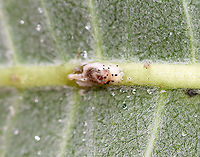 Milkweed Weevil Oviposition Pits - Rhyssomatus sp. Female weevils use their long snouts to chew holes in the stems of milkweed. then, they deposit their eggs into these holes. They chew several holes in a vertical line in the lower part of the milkweed stem, laying an egg in each. The sticky latex from the plant oozes from the wounds to create raised, conspicuous blobs.<br />
<br />
Habitat: Milkweed in a large meadow. Asclepias,Geotagged,Oviposition Pits,Rhyssomatus,Summer,United States,milkweed,milkweed weevil