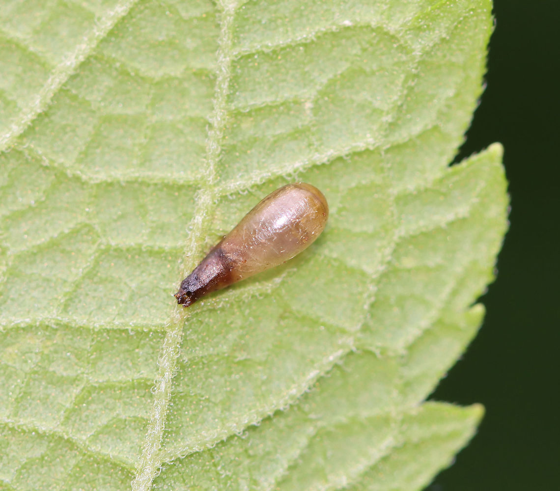 Syrphid Fly Pupa - Family Syrphidae When hoverfly larvae are ready to pupate, they attach themselves to a leaf until they are ready to emerge as adults. <br />
<br />
Habitat: Garden Geotagged,Summer,United States,fly,fly pupa,pupa,syrphid,syrphid pupa,syrphidae