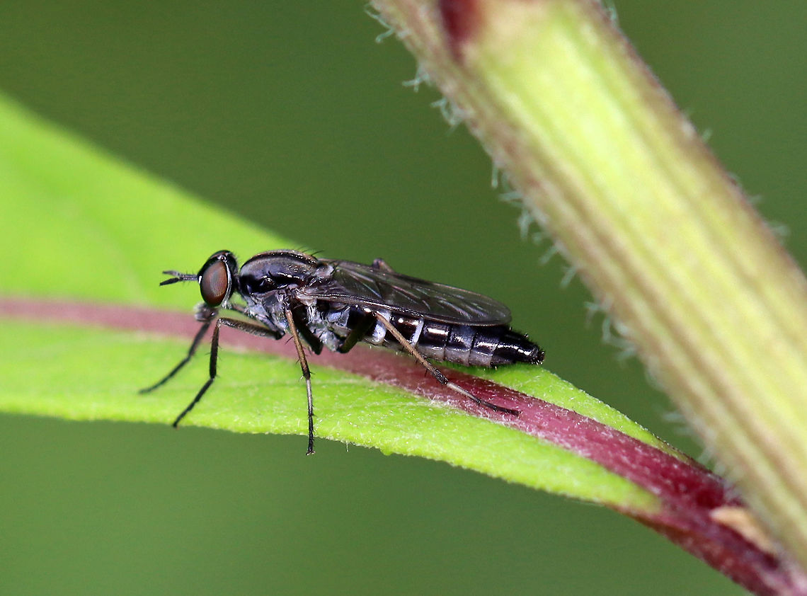 Stiletto Fly - Ozodiceromyia sp. Possibly Ozodiceromyia notata or Ozodiceromyia argentata?<br />
<br />
Habitat: Garden Geotagged,Ozodiceromyia,Stiletto fly,Summer,United States,fly