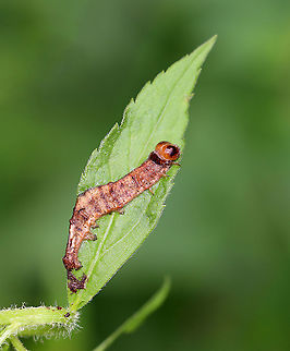 Caterpillar Cadaver This caterpillar was very dead. I don't know what killed it - perhaps a predator sucked its guts out, or maybe it died from a fungal or viral infection.

Habitat: Garden

 Geotagged,Summer,United States,cadaver,caterpillar cadaver,larva,lepidoptera
