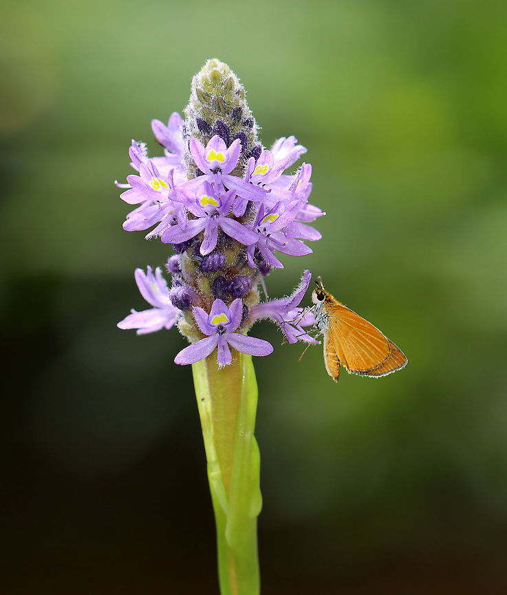 Least Skipper -  Ancyloxypha numitor Habitat: Feasting on the nectar of pickerelweed in a small woodland pond Ancyloxypha numitor,Geotagged,Hesperiidae,Least skipper,Summer,United States,butterfly,skipper