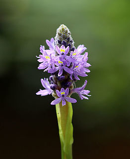 Pickerelweed - Pontederia cordata Habitat: Small, woodland pond Geotagged,Pickerelweed,Pontederia,Pontederia cordata,Summer,United States