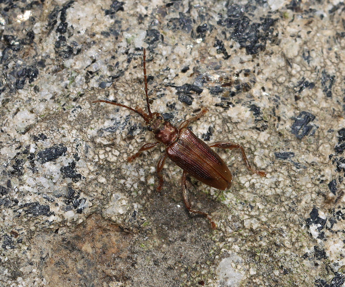 Aquatic Leaf Beetle - Plateumaris germari *Tentative ID<br />
<br />
Habitat: Pondside Geotagged,Plateumaris,Plateumaris germari,Summer,United States,beetle
