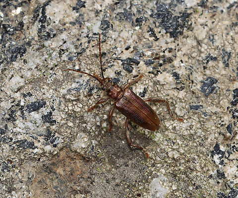Aquatic Leaf Beetle - Plateumaris germari *Tentative ID

Habitat: Pondside Geotagged,Plateumaris,Plateumaris germari,Summer,United States,beetle
