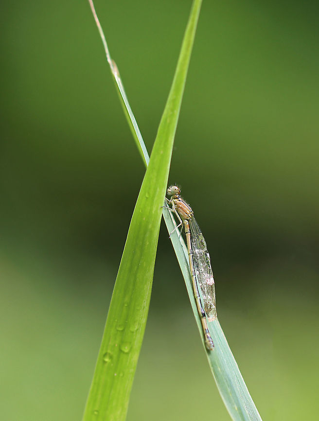 Azure Bluet (Female) - Enallagma aspersum She was soaked and was resting on vegetation, drying off.<br />
<br />
Habitat: Woodland pond<br />
<figure class="photo"><a href="https://www.jungledragon.com/image/108024/azure_bluet_female_-_enallagma_aspersum.html" title="Azure Bluet (Female) - Enallagma aspersum"><img src="https://s3.amazonaws.com/media.jungledragon.com/images/3232/108024_thumb.jpg?AWSAccessKeyId=05GMT0V3GWVNE7GGM1R2&Expires=1759968010&Signature=FJsfS8aMnyKoHAoK75MFbNBdSog%3D" width="200" height="144" alt="Azure Bluet (Female) - Enallagma aspersum She was soaked and was resting on vegetation, drying off.<br />
<br />
Habitat: Woodland pond<br />
https://www.jungledragon.com/image/108023/azure_bluet_female_-_enallagma_aspersum.html Azure bluet,Enallagma aspersum,Geotagged,Summer,United States" /></a></figure> Azure bluet,Enallagma,Enallagma aspersum,Geotagged,Summer,United States,damselfly