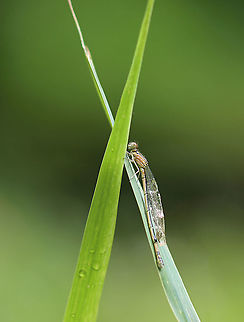 Azure Bluet (Female) - Enallagma aspersum She was soaked and was resting on vegetation, drying off.

Habitat: Woodland pond
https://www.jungledragon.com/image/108024/azure_bluet_female_-_enallagma_aspersum.html Azure bluet,Enallagma,Enallagma aspersum,Geotagged,Summer,United States,damselfly