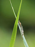 Azure Bluet (Female) - Enallagma aspersum She was soaked and was resting on vegetation, drying off.<br />
<br />
Habitat: Woodland pond<br />
https://www.jungledragon.com/image/108024/azure_bluet_female_-_enallagma_aspersum.html Azure bluet,Enallagma,Enallagma aspersum,Geotagged,Summer,United States,damselfly