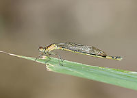 Azure Bluet (Female) - Enallagma aspersum She was soaked and was resting on vegetation, drying off.<br />
<br />
Habitat: Woodland pond<br />
https://www.jungledragon.com/image/108023/azure_bluet_female_-_enallagma_aspersum.html Azure bluet,Enallagma aspersum,Geotagged,Summer,United States