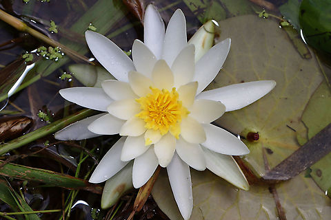 American White Waterlily - Nymphaea odorata Habitat: Small woodland pond American White Waterlily,Geotagged,Nymphaea,Nymphaea odorata,Summer,United States,waterlily