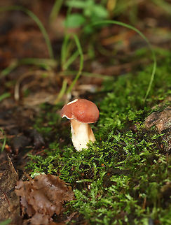 Xanthoconium purpureum Soft, red, convex cap; white pores; Stem was whitish with brownish streaks.

Habitat: It was growing on the ground in a mixed forest. Geotagged,Summer,United States,Xanthoconium,Xanthoconium purpureum,bolete,fungus,mushroom