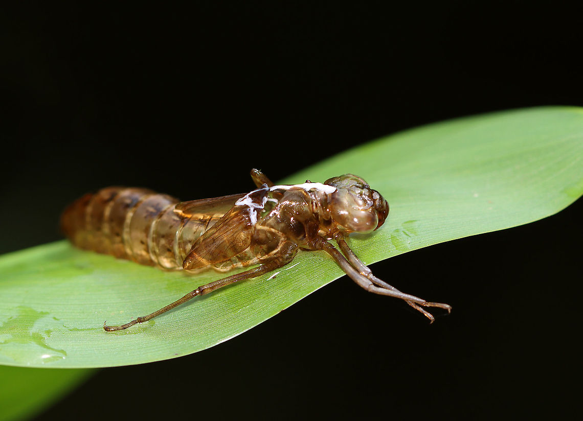 Dragonfly Exuvia The white stuff is the tracheal linings. If you look closely, you will see more inside the exuvia. <br />
<br />
Habitat: Small woodland pond Geotagged,Summer,United States,dragonfly,dragonfly exuvia,exuvia