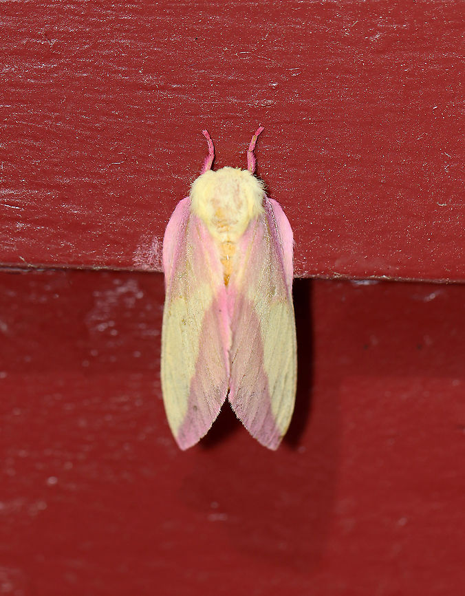 Rosy Maple Moth - Dryocampa rubicunda Habitat: Resting near a light on an old building bordering a mixed forest Dryocampa,Dryocampa rubicunda,Geotagged,Rosy maple moth,Summer,United States,moth