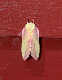 Rosy Maple Moth - Dryocampa rubicunda Habitat: Resting near a light on an old building bordering a mixed forest Dryocampa,Dryocampa rubicunda,Geotagged,Rosy maple moth,Summer,United States,moth