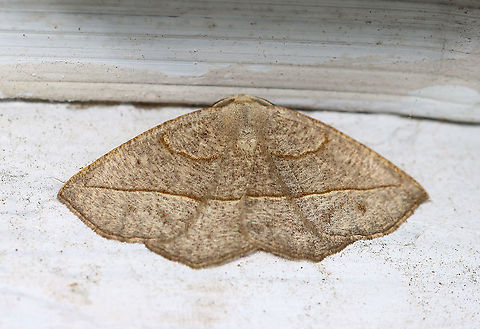 Confused Eusarca - Eusarca confusaria Habitat: Attracted to a light on an old building bordering a mixed forest Confused Eusarca,Eusarca,Eusarca confusaria,Geotagged,Summer,United States,moth
