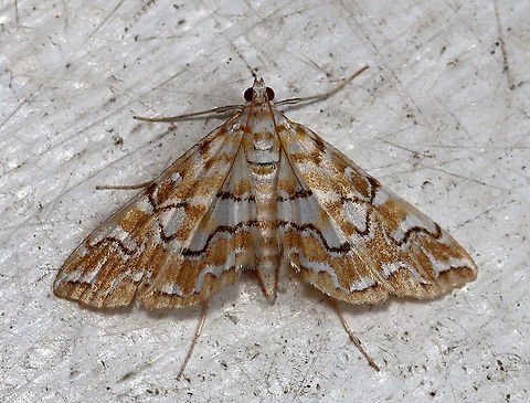 Pondside Pyralid - Elophila icciusalis Habitat: Attracted to an incandescent light on an old building bordering a mixed forest Elophila,Elophila icciusalis,Geotagged,Pondside Pyralid Moth,Summer,United States,moth