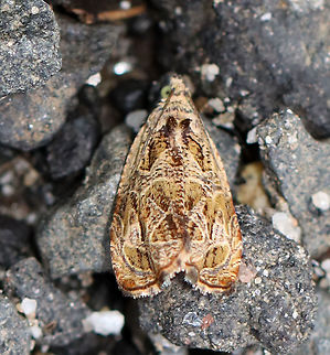 Celypha Moth - Celypha cespitana Habitat: Resting on rocks along the edge of a mixed forest Celypha,Celypha Moth,Celypha cespitana,Geotagged,Summer,United States,moth