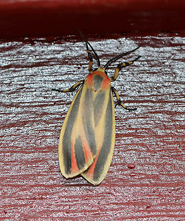 Painted Lichen Moth - Hypoprepia fucosa Habitat: Resting on the side of an old building near the edge of a mixed forest Geotagged,Hypoprepia,Hypoprepia fucosa,Painted lichen moth,Summer,United States,moth