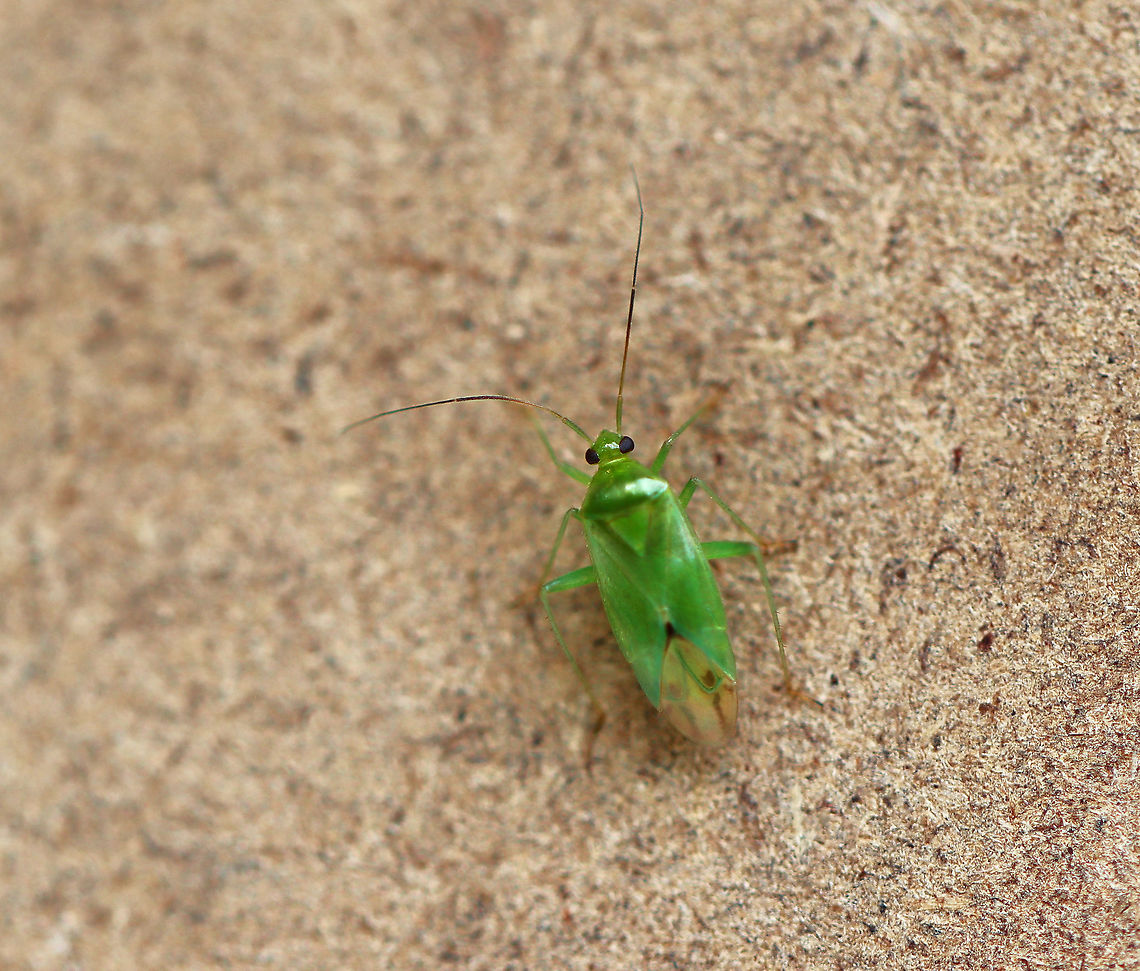 Plant Bug - Tribe Mirini Habitat: Mixed forest edge Geotagged,Miridae,Mirini,Summer,United States,bug,plant bug