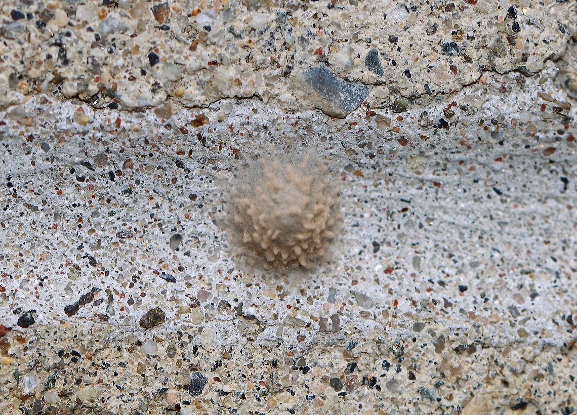 Spider Egg Sac - Maybe Brown Widow (Latrodectus geometricus)? Brown widow egg sacs have silk spicules, like this one, but I'm not sure if they stick them to surfaces. I thought they were spherical. So, this egg sac may belong to another similar species.<br />
<br />
Habitat: Stuck to the side of an old building bordering a mixed forest Geotagged,Summer,United States,egg sac,eggs,silk spicules,spider egg sac
